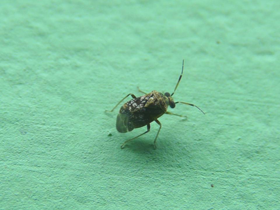 FIGURE 1 FIGURE 1